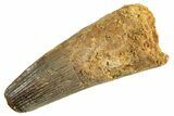 Fossil Spinosaurus Tooth - Real Dinosaur Tooth #344369-1